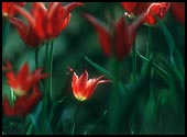tulipany zdjęcia