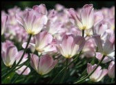 majowe tulipany