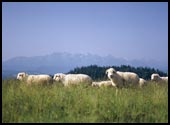owce, widok na Tatry