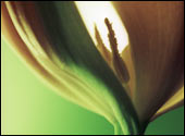 tulipan, zdjęcia makro