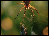 konik polny w pajczynie