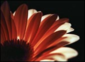 gerbera zdjcie