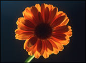 gerbera